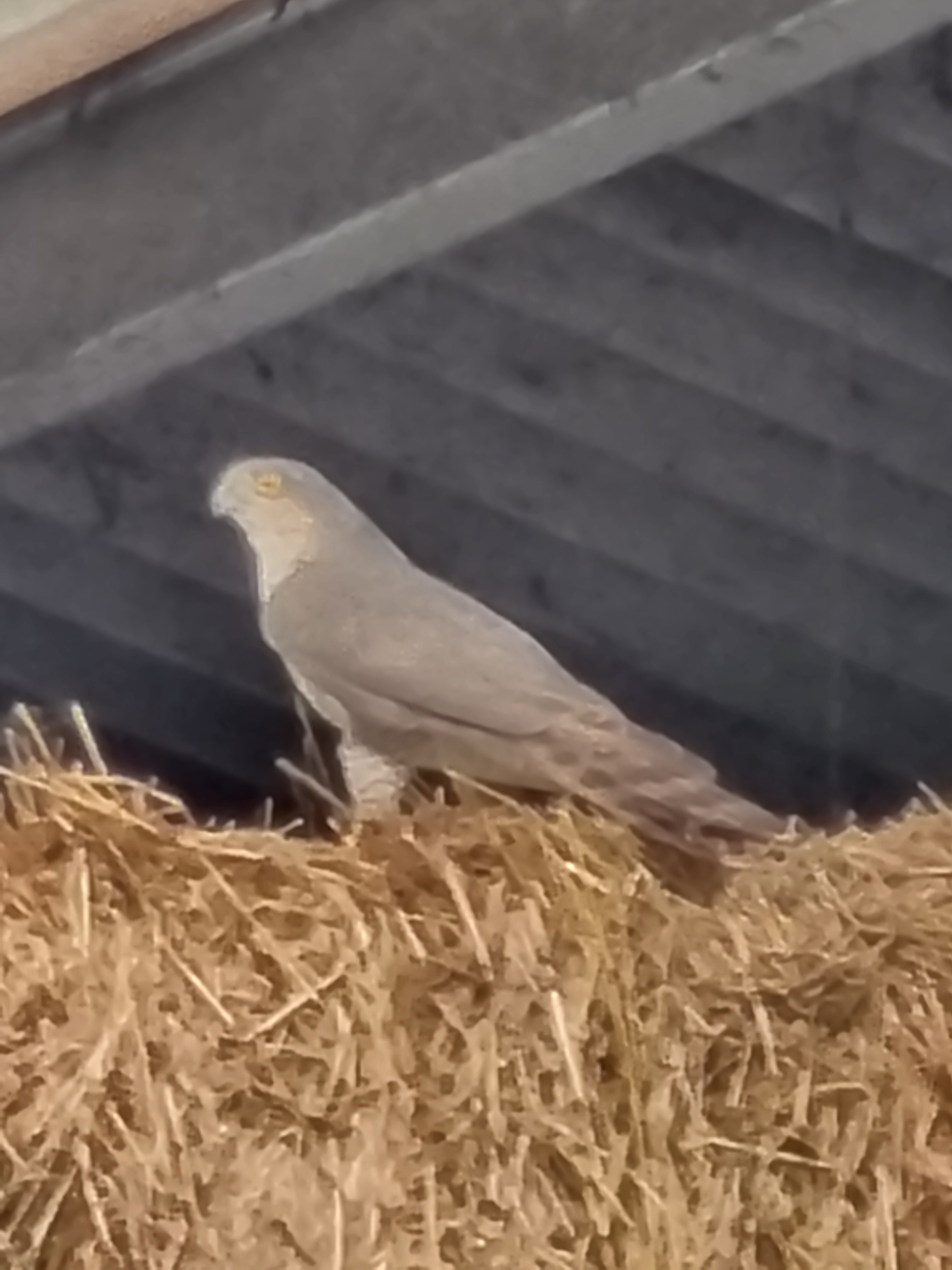 Goshawk or Hen Harrier ?