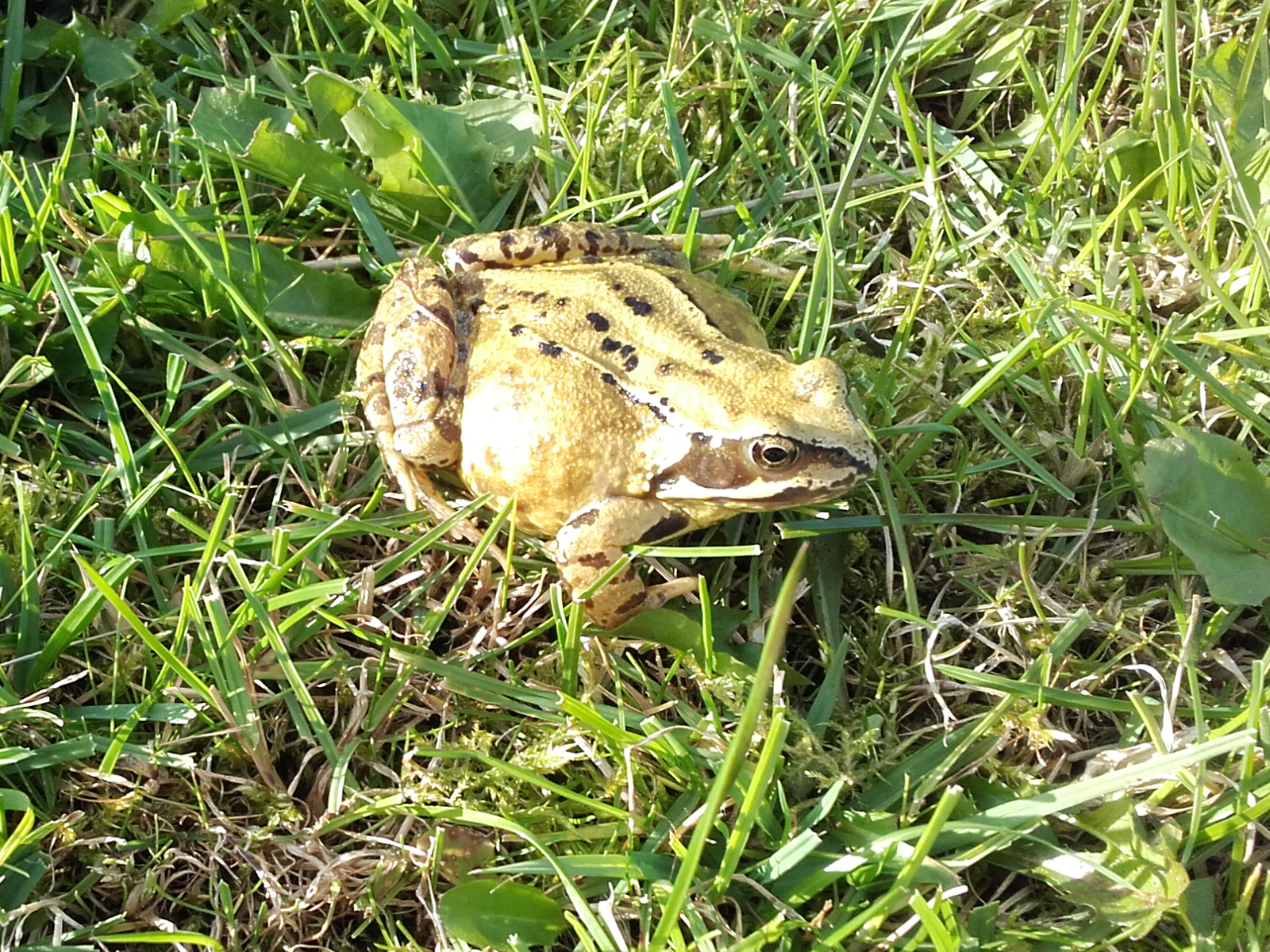 Common Frog
