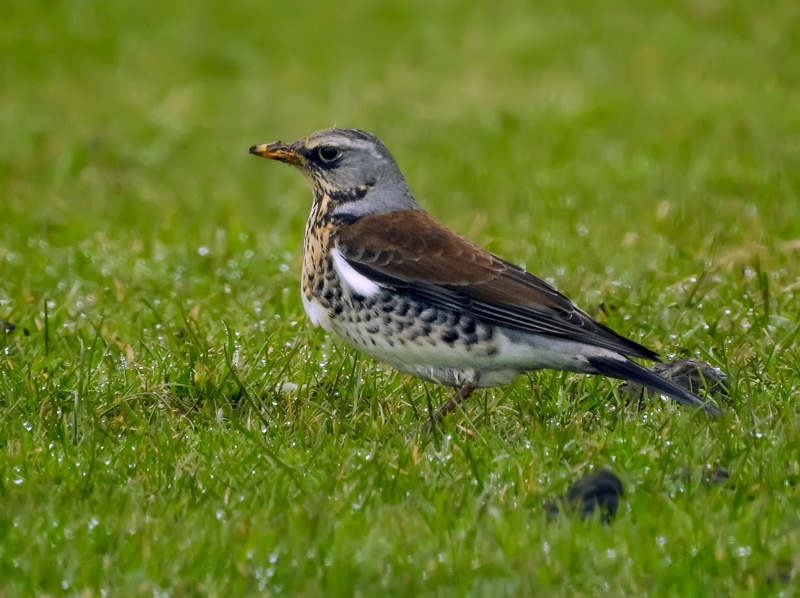 Fieldfare