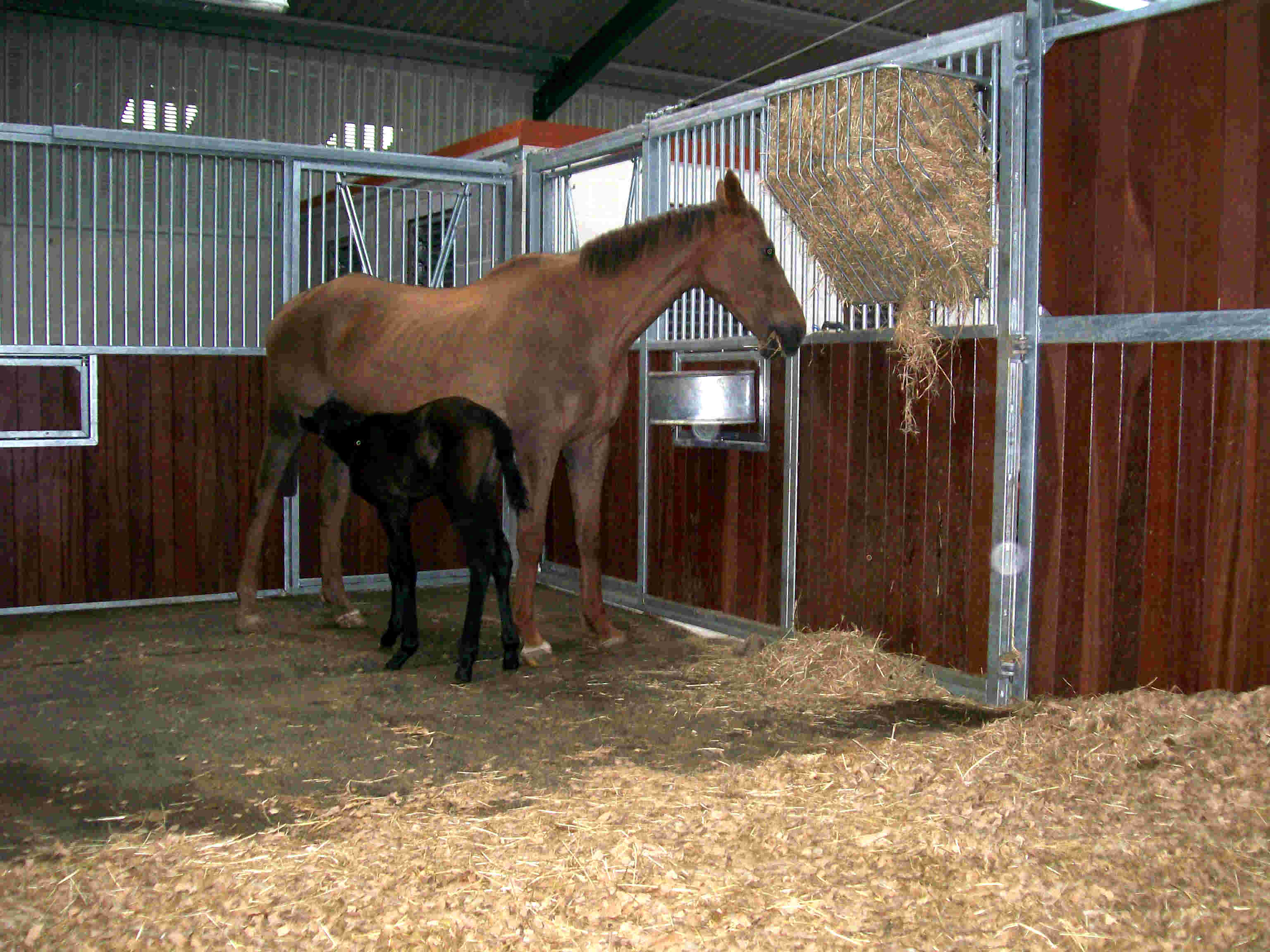 Foal Box