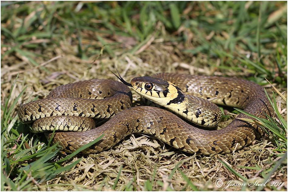 Grass Snake