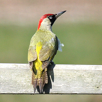 Green Woodpecker