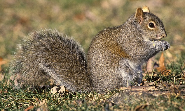 Grey Squirrel