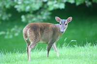 Muntjac