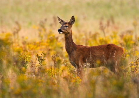 roe deer