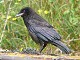 W05-Crow