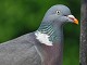 W07-Wood Pigeon