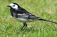 W10-Pied Wagtail