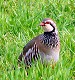 W12-French Partridge