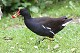 W16-Moorhen