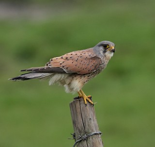 W17-Kestrel Male