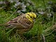W20-Yellowhammer