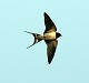 W21-Swallow