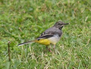 W23-Grey Wagtail