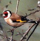 W24-Goldfinch