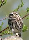 W27-Little Owl