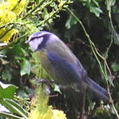 W28-Blue Tit