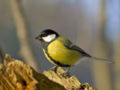 W29-Great Tit