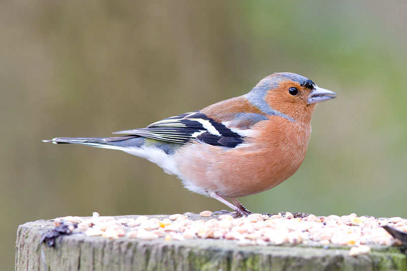 W30-Chaffinch