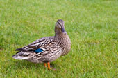 W31-Mallard