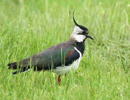 Lapwing