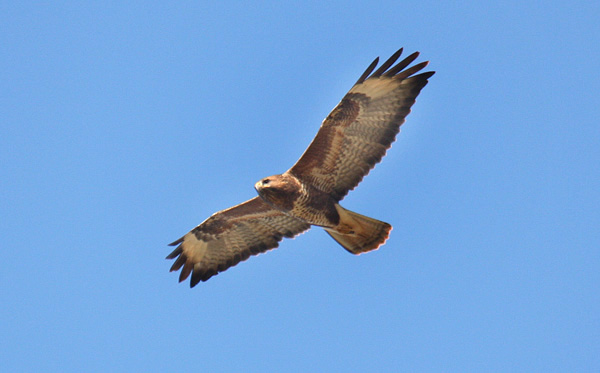 Buzzard