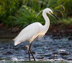 w40 - egret