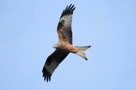 red kite