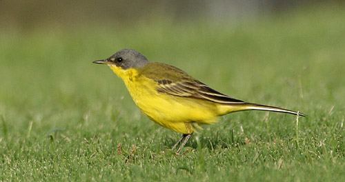 Yellow Wagtail